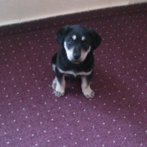 Ich Habe Ein Welpen Uns Weiss Nicht Was Fur Ein Mix Er Ist Labrador Mix Ist Es Weiss Wer Was Es Fur Ein Mix Ist Rasse