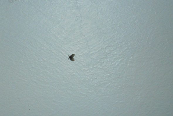 Schmetterlingsmücke - (Insekten, Mücken, schmetterlingsmücke)