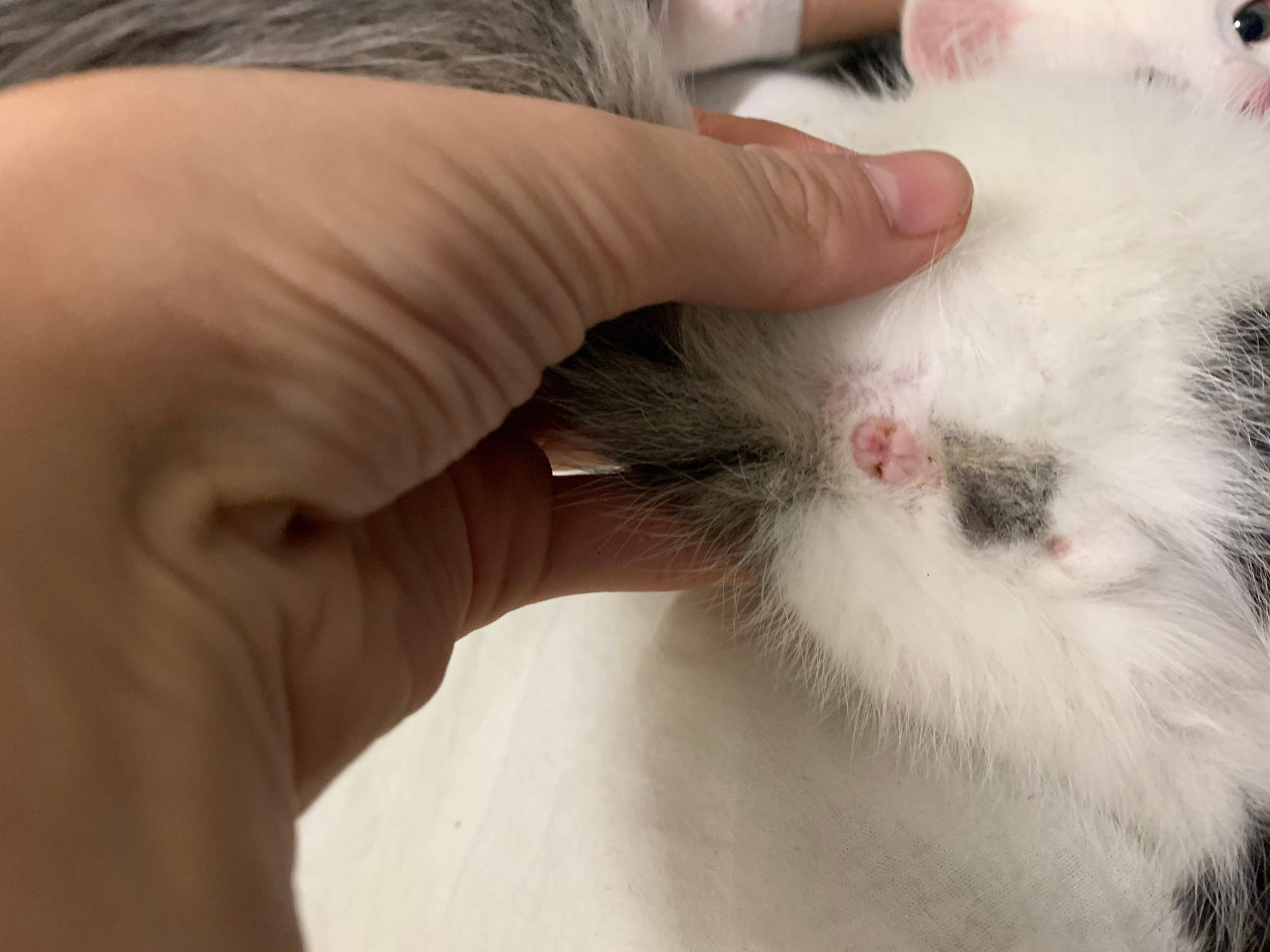 Ich habe eine Katze gekauft und ich bin mir unsicher ob er/sie männlich