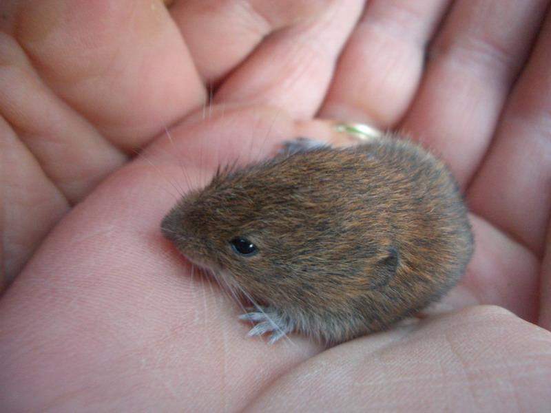 Ich habe eine Maus gefunden, was nun? Bitte Tipps geben! ) (Tiere, Biologie, Natur) Ich habe eine Maus gefunden, was nun? Bitte Tipps geben! ) (Tiere, Biologie, Natur)