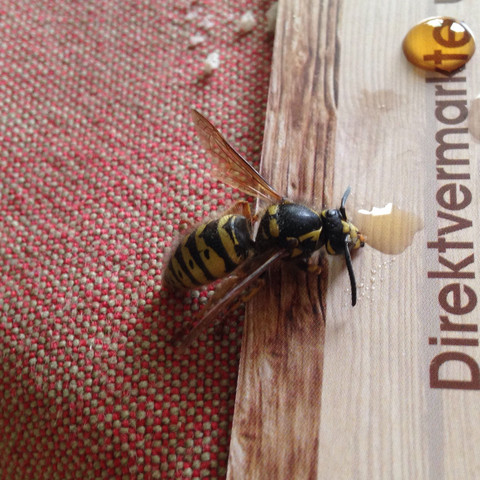 Sie isst den Honig glaube ich - (Biologie, Wasser, Natur)