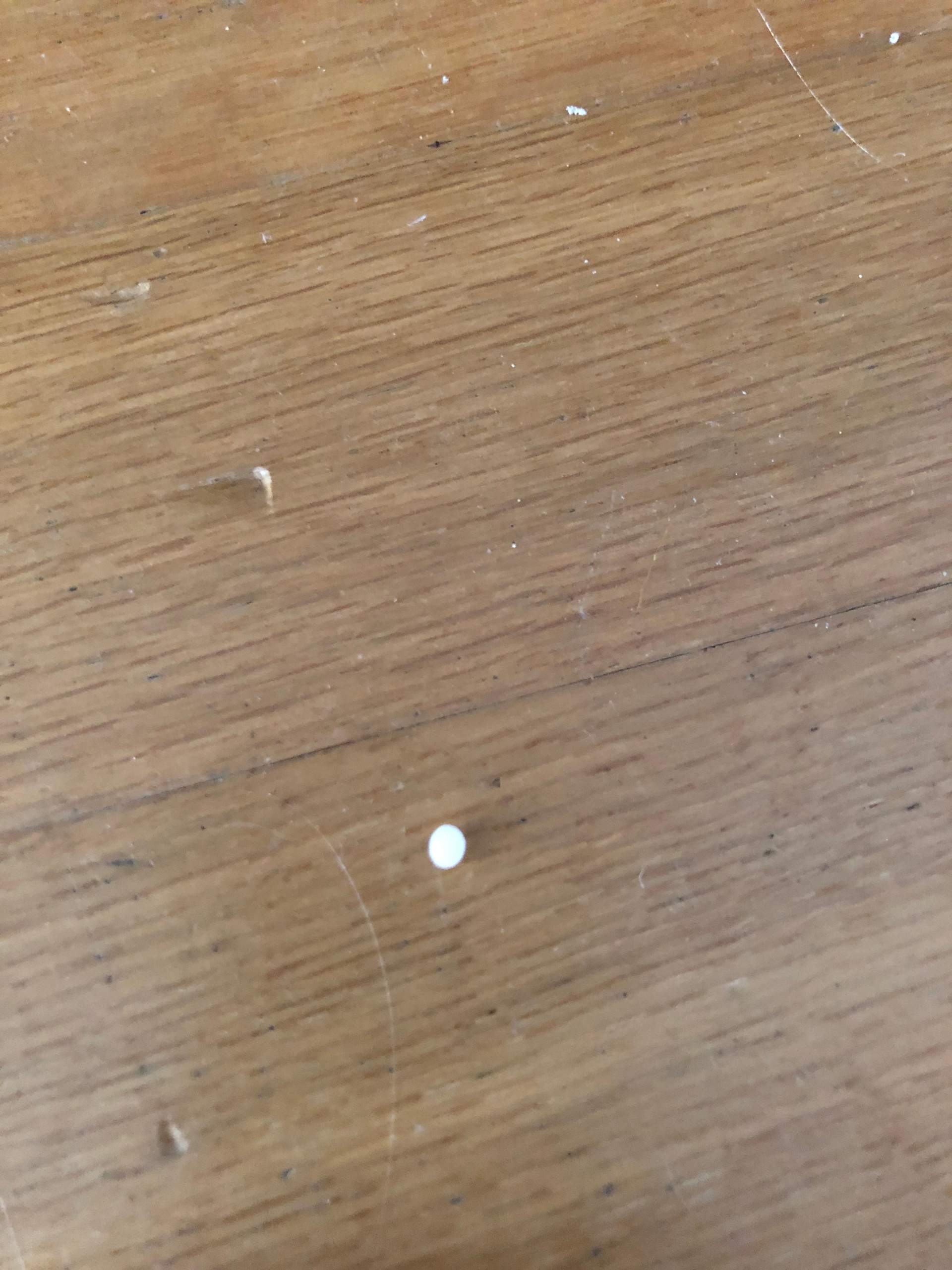 Ich habe im meinem Zimmer weiße harte Kugeln gefunden, was ist das