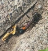 das insekt - (Tiere, Biologie, Insekten)