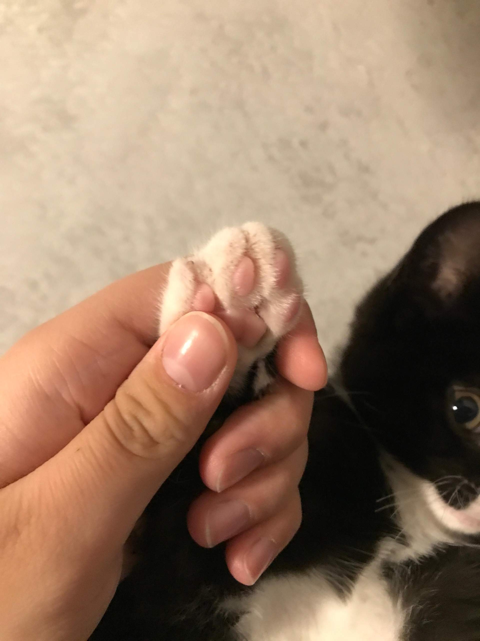Ich habe meine Katze mit Menschenmenge gewaschen? (Tiere, waschen)