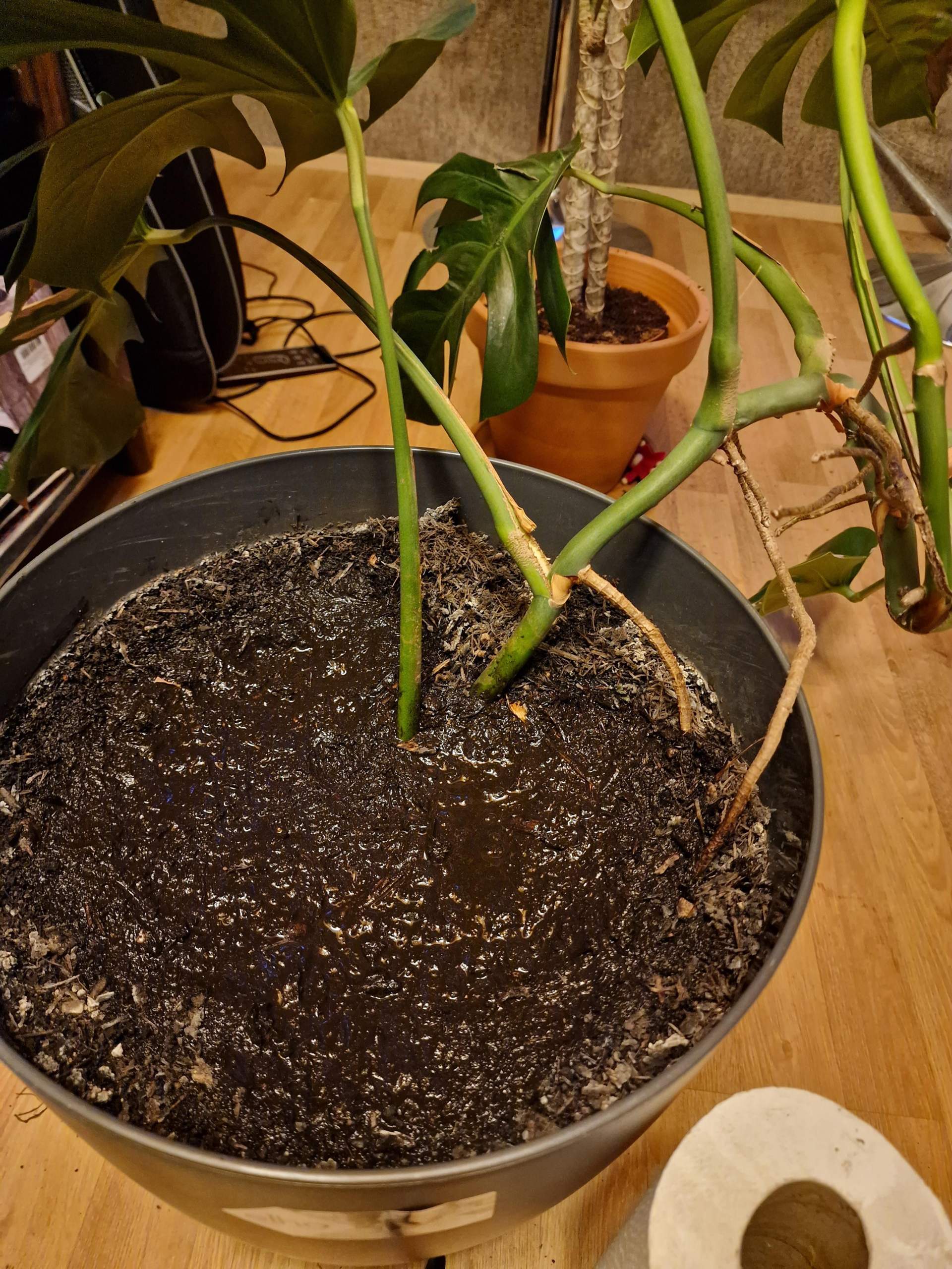 philodendron silver Philodendron Silver Stripe | Care Guide and Pro Tips - Delivery from  Toronto across Canada main image 1