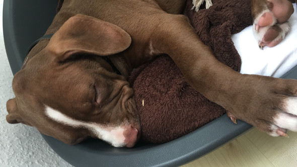 Ich Habe Mir Gestern Einen Pitbull Welpen Geholt Ich Denke Er Wurde Geschlagen Und Wurde Nach Deutschland Geschmuggelt Ohne Papiere Alles Kann Mir Jmd Sagen Wa Krankheit Beule