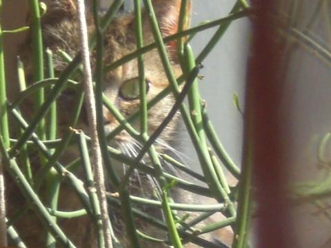 - (Tierarzt, Angstkatze)