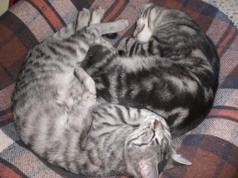 - (Tierarzt, Angstkatze)