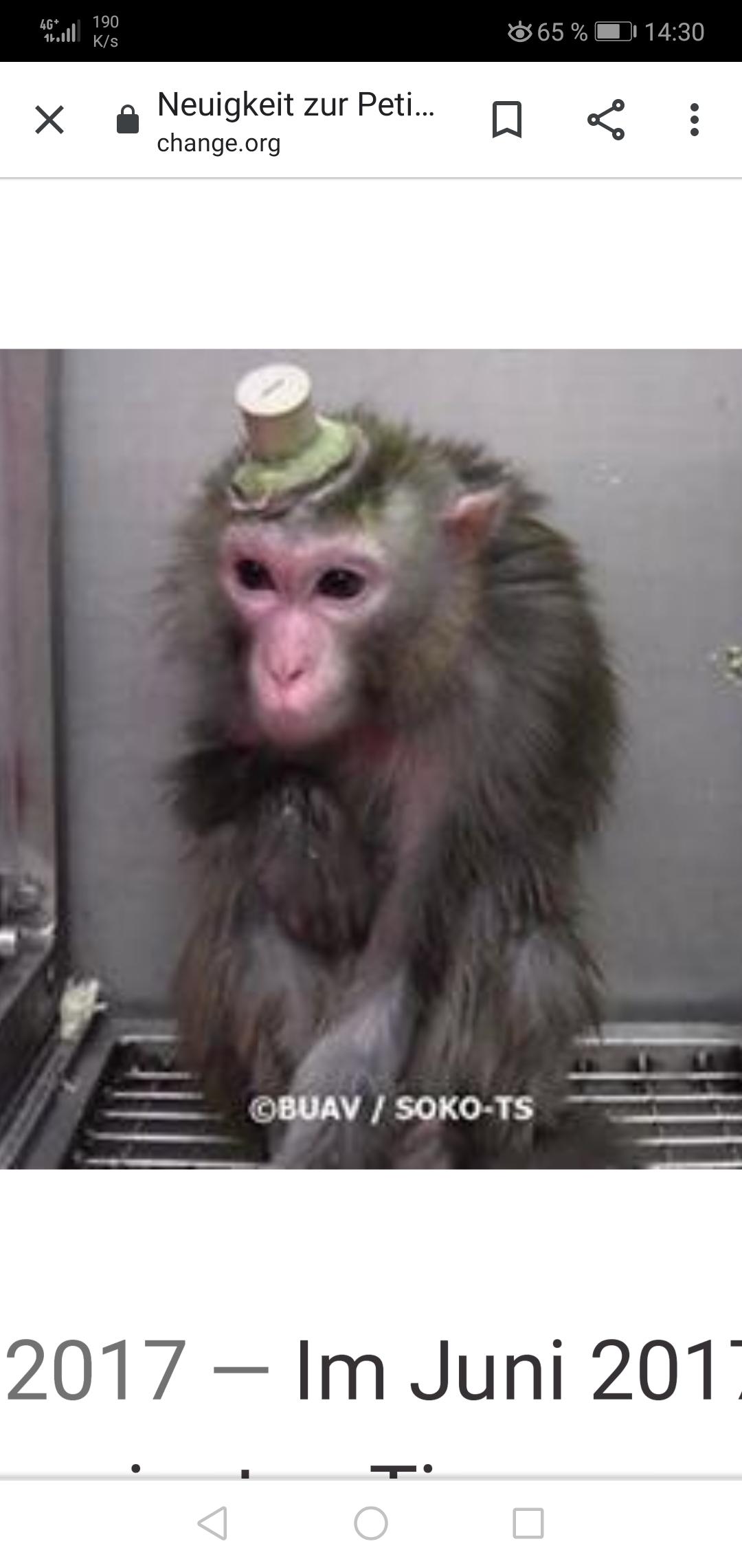 Ich Habe Unter Tierversuchen Uberall Diese Bilder Gesehen Ist Das Ein Implantat Oder Schlimmeres Das Was Aus Seinem Kopf Schaut Knochen Tumor Tod Tierversuche