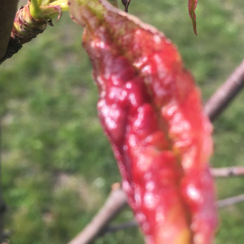 Pfirsichbaum - (Krankheit, Obst, Baum)