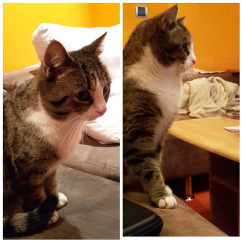 Von der Seite. - (Tiere, Katze, Haustiere)