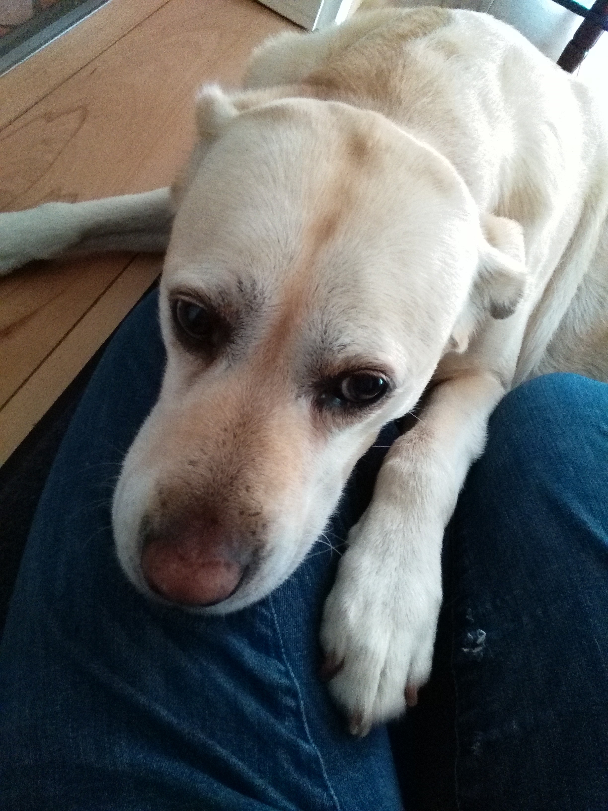 ich konnte mit dem tod meines hundes nicht abschliessen hund sterben einschlafern