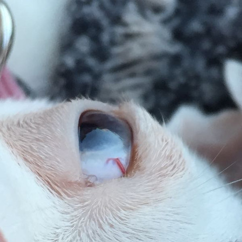 ich mache mir sorgen um meinen kleinen chi hund augen ader