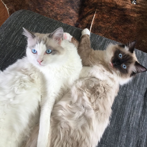 ich mochte mein reinrassigen ragdoll kater zum decken anbieten sind 100 zu viel oder ist das ein guter preis zucht deckkater