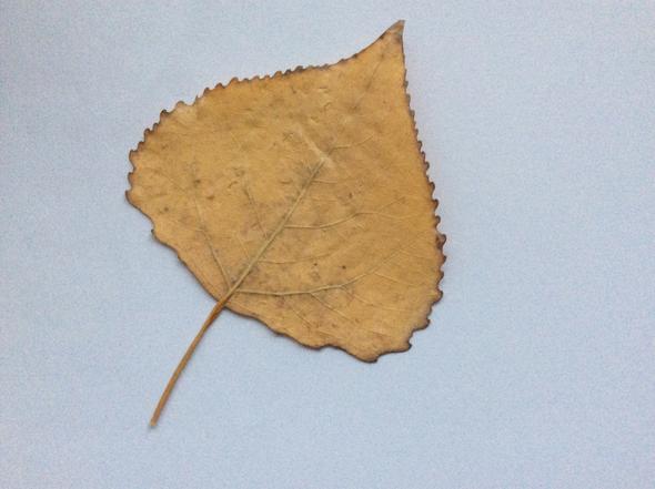 ? bitte helfen... - (Blatt, Herbarium)
