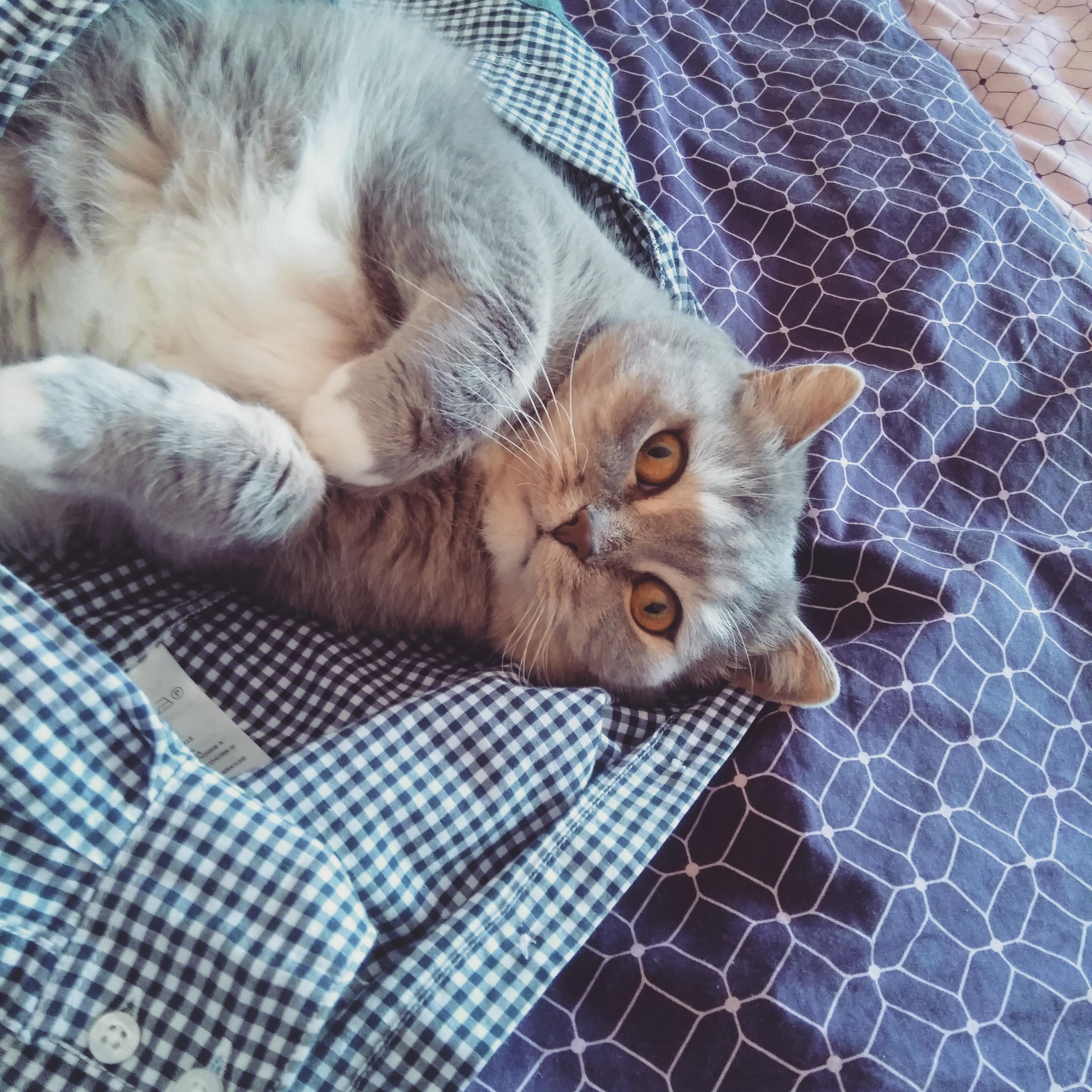 Wo Kann Ich Meine Katze Abgeben Ich muss leider meine Katze abgeben :( Können Katzen damit nicht klar