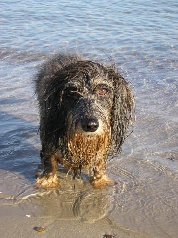 - (Hund, Kinderwagen)