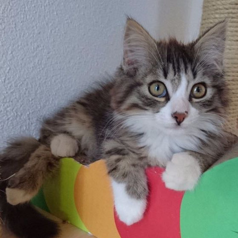 Das ist der kleine^^ - (Name, Kater)