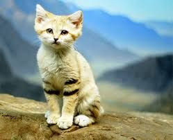 1 Katze  - (Name, Warrior Cats)