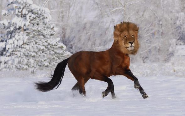 ein pferd gepaart mit einem löwe - (Kunst, Ideen)