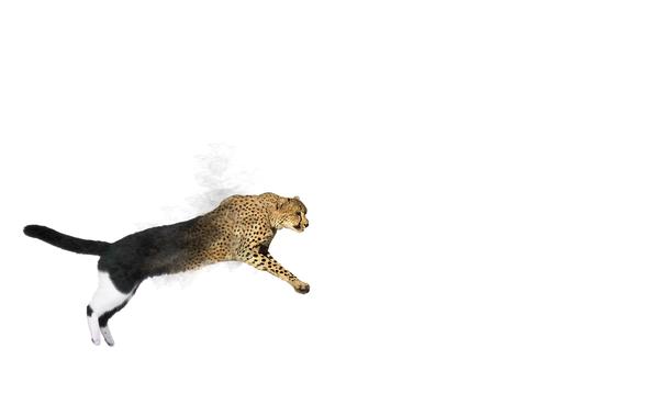 eine katze spring und wird zum leopard - (Kunst, Ideen)
