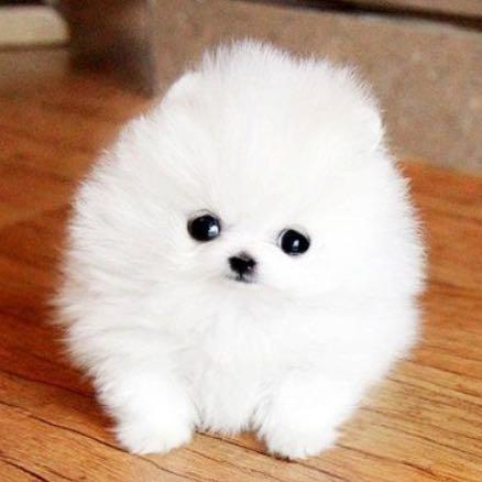 Alles Uber Den Pomeranian
