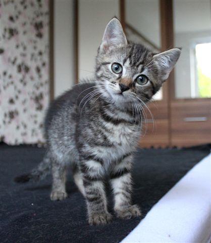 Ich Suche Schon Lange Nach Dieser Katzenrasse Welche Ist Es