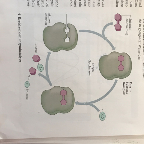 Kreislauf der Enzymkatalyse  - (Schule, Arbeit, Biologie)