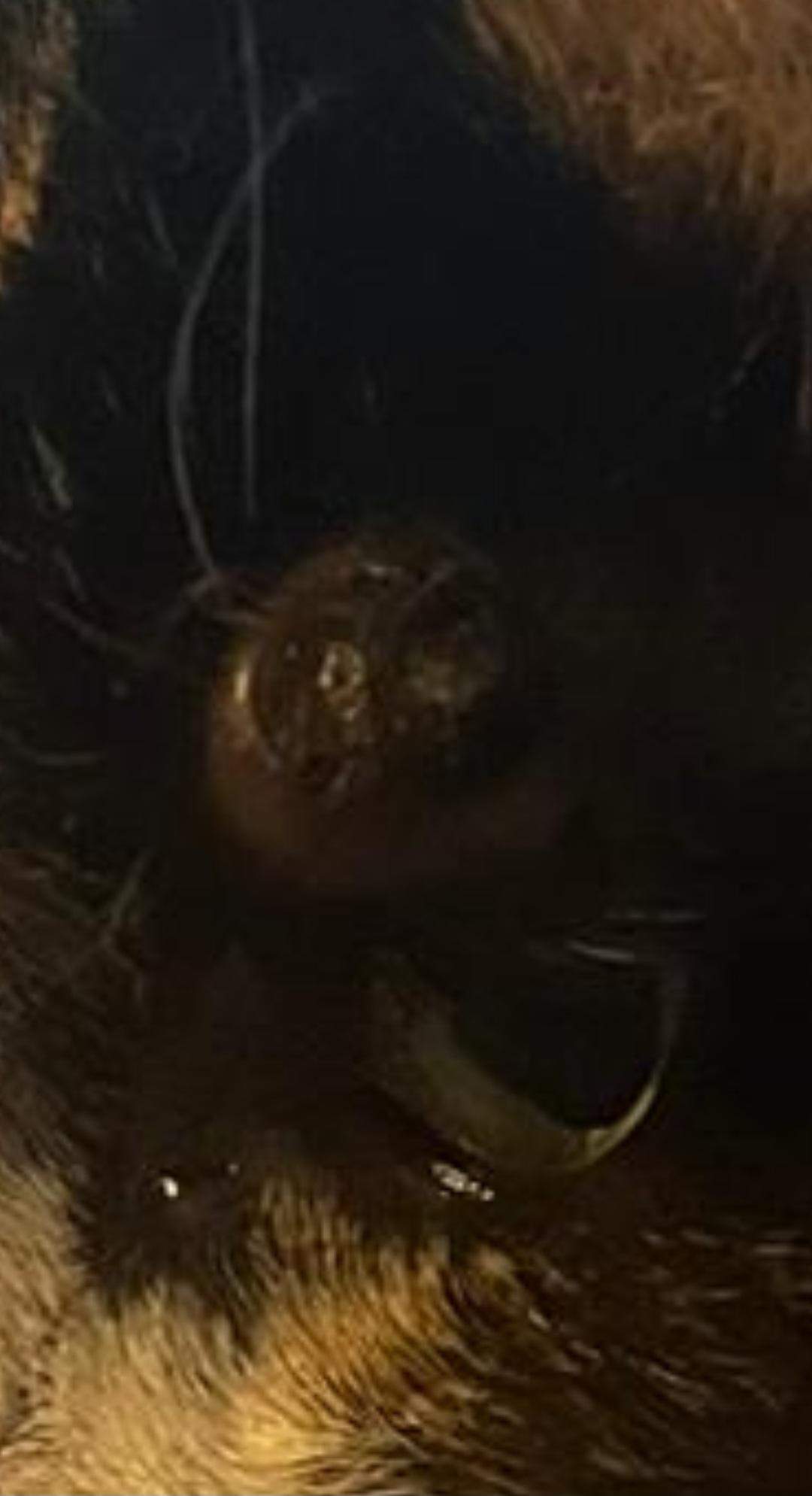 Ich weiß diese Katze muss zum Arzt, was denkt ihr Zyste oder Tumor