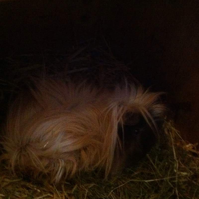 Ich weiß nicht ob bzw wann ich mein Oma Meerschweinchen einschläfern lassen soll (Tiere