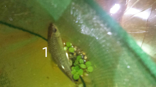1- - (Fische, Aquarium)
