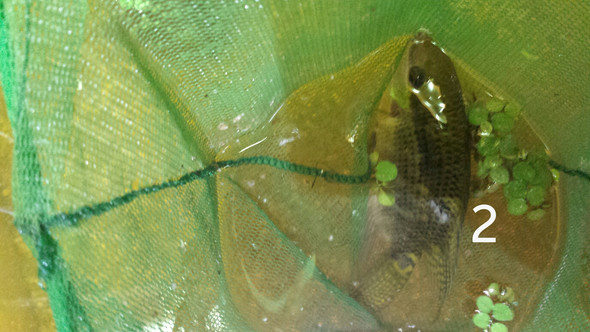 2- - (Fische, Aquarium)