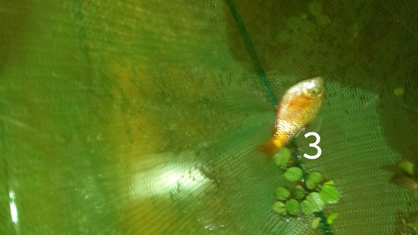 3- - (Fische, Aquarium)