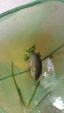 4- - (Fische, Aquarium)