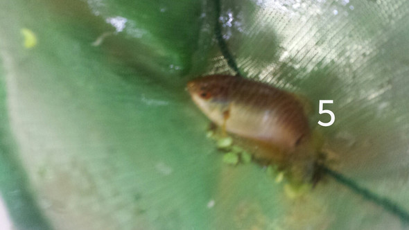 5- - (Fische, Aquarium)
