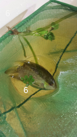 6- - (Fische, Aquarium)