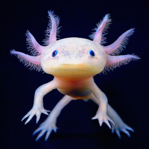 Axolotl :D - (Ernährung, Pflege, Aquarium)