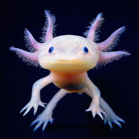 Ich würde mir zum Geburtstag Axolotl wünschen. Doch bin mir nicht