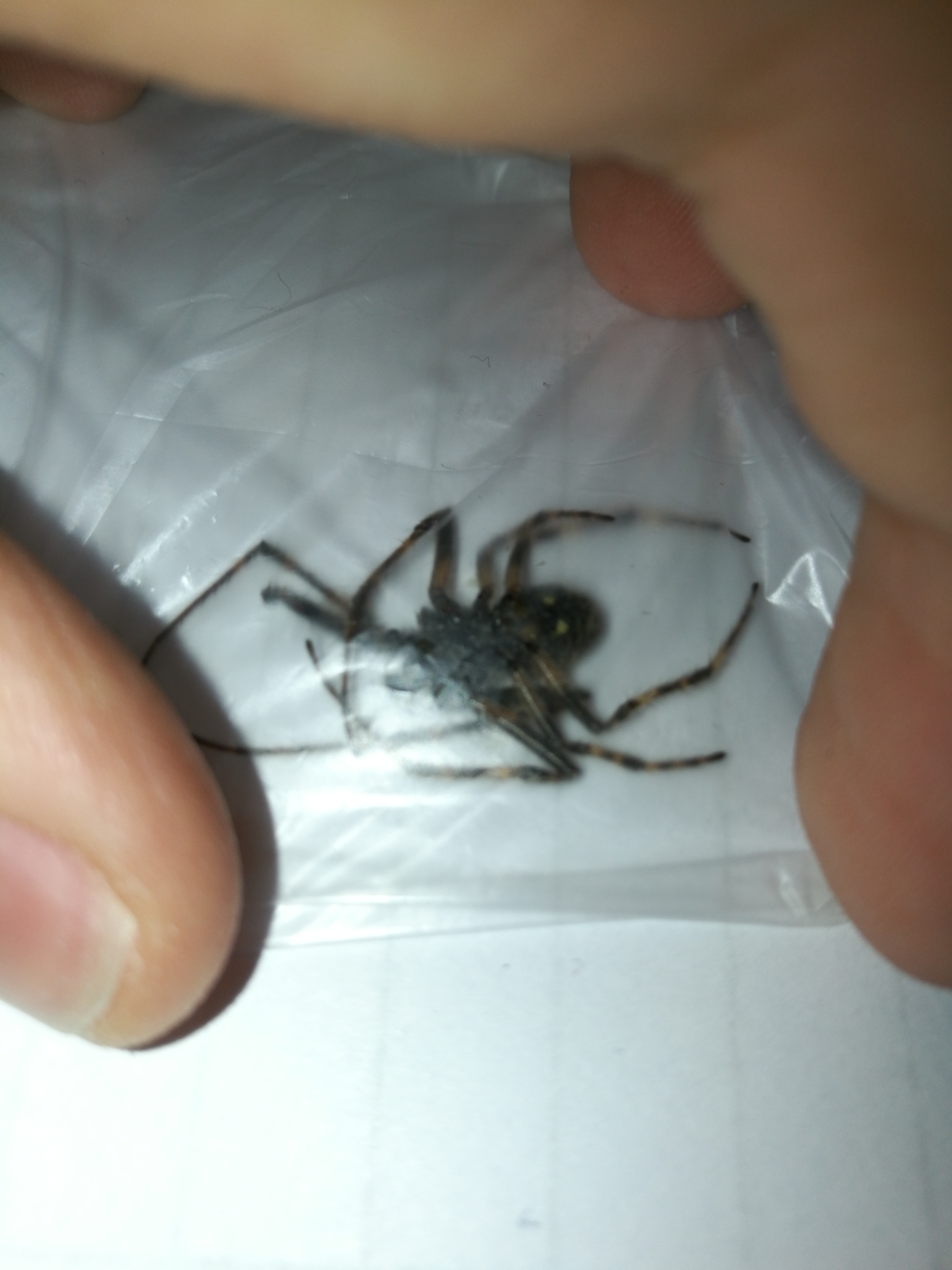 Ich wurde von dieser spinne Gebissen ist die gefährlich? (giftig