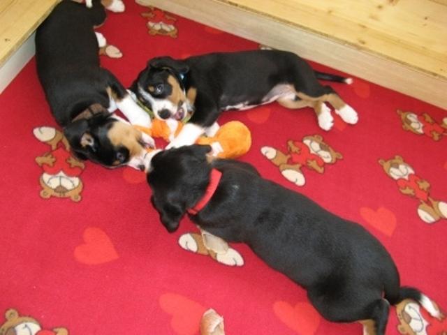Idee für Hundenamen weiblich? (Hund, Welpen)