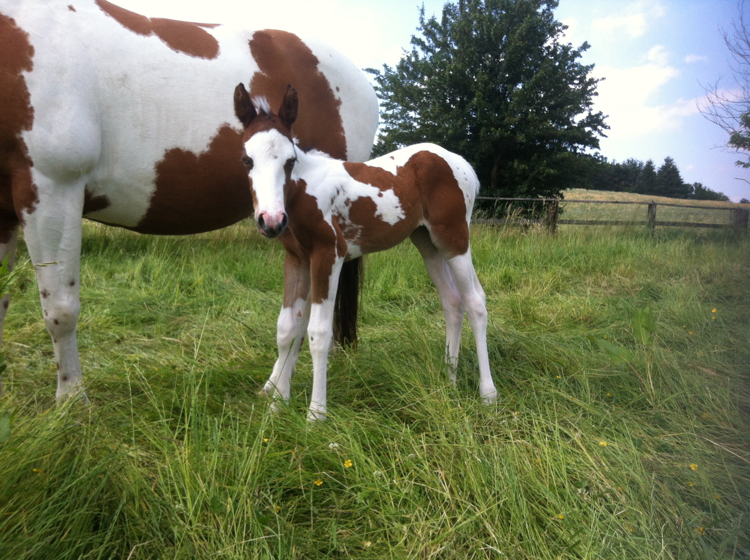 Ideen Fur Einen Stutnamen Paint Horse Pferde Name Zucht