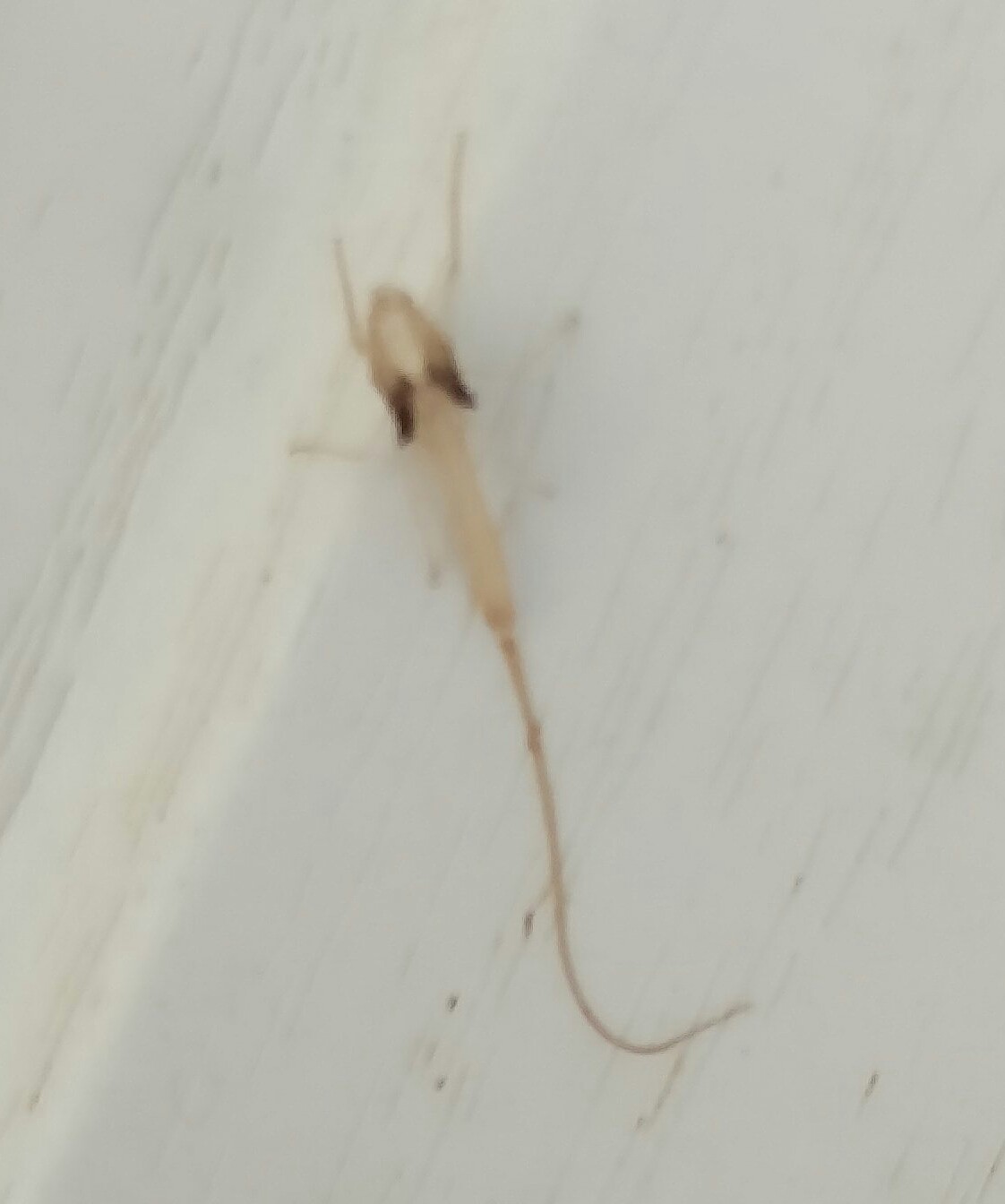 Identifikation eines kleinen Insektes mit langem Schwanz: Eintagsfliege