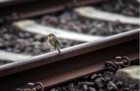 Bild zum Beitrag