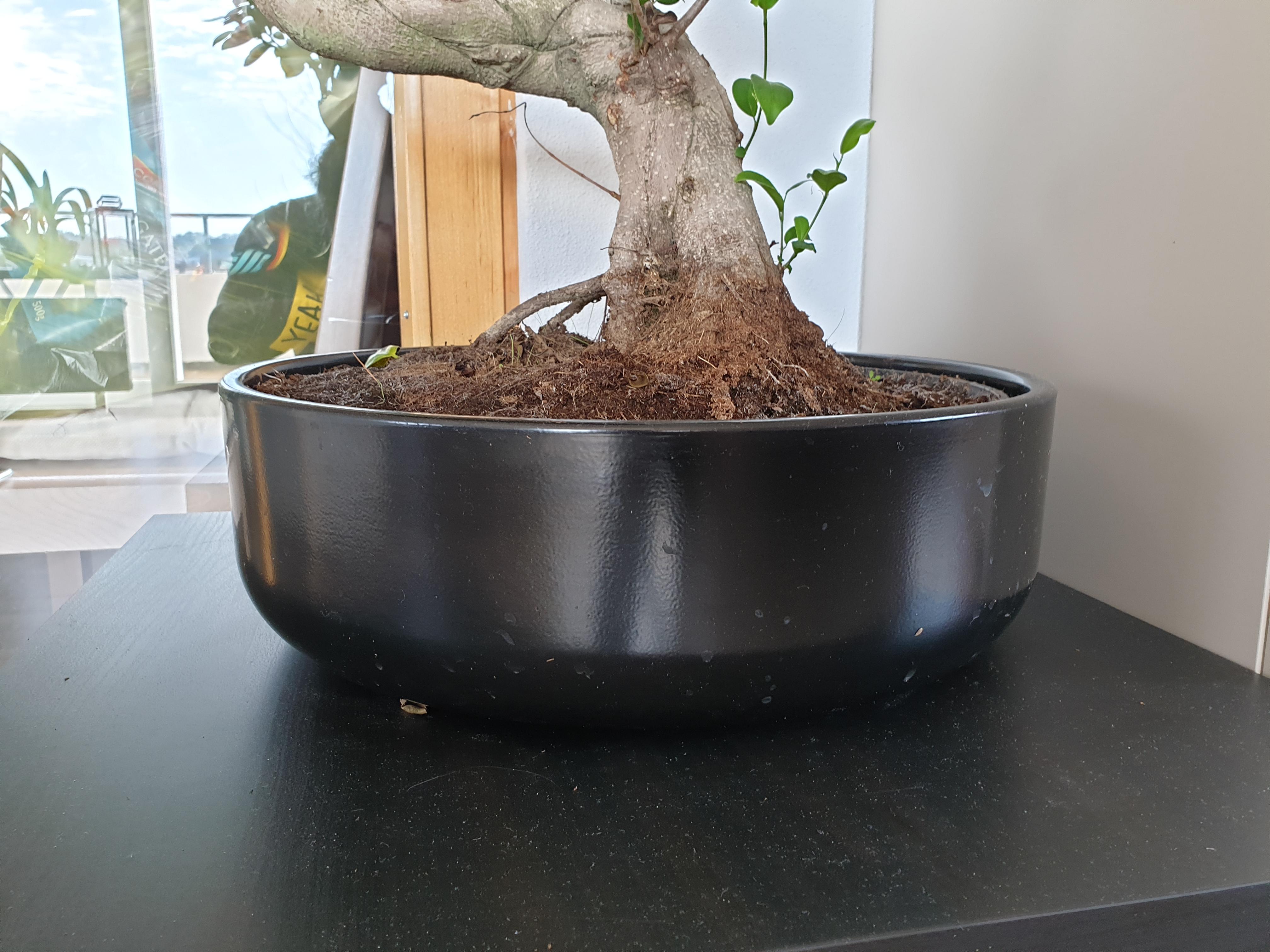 Ikea Bonsai Umtopfen Pflanzen Pflanzenpflege Gartnerei