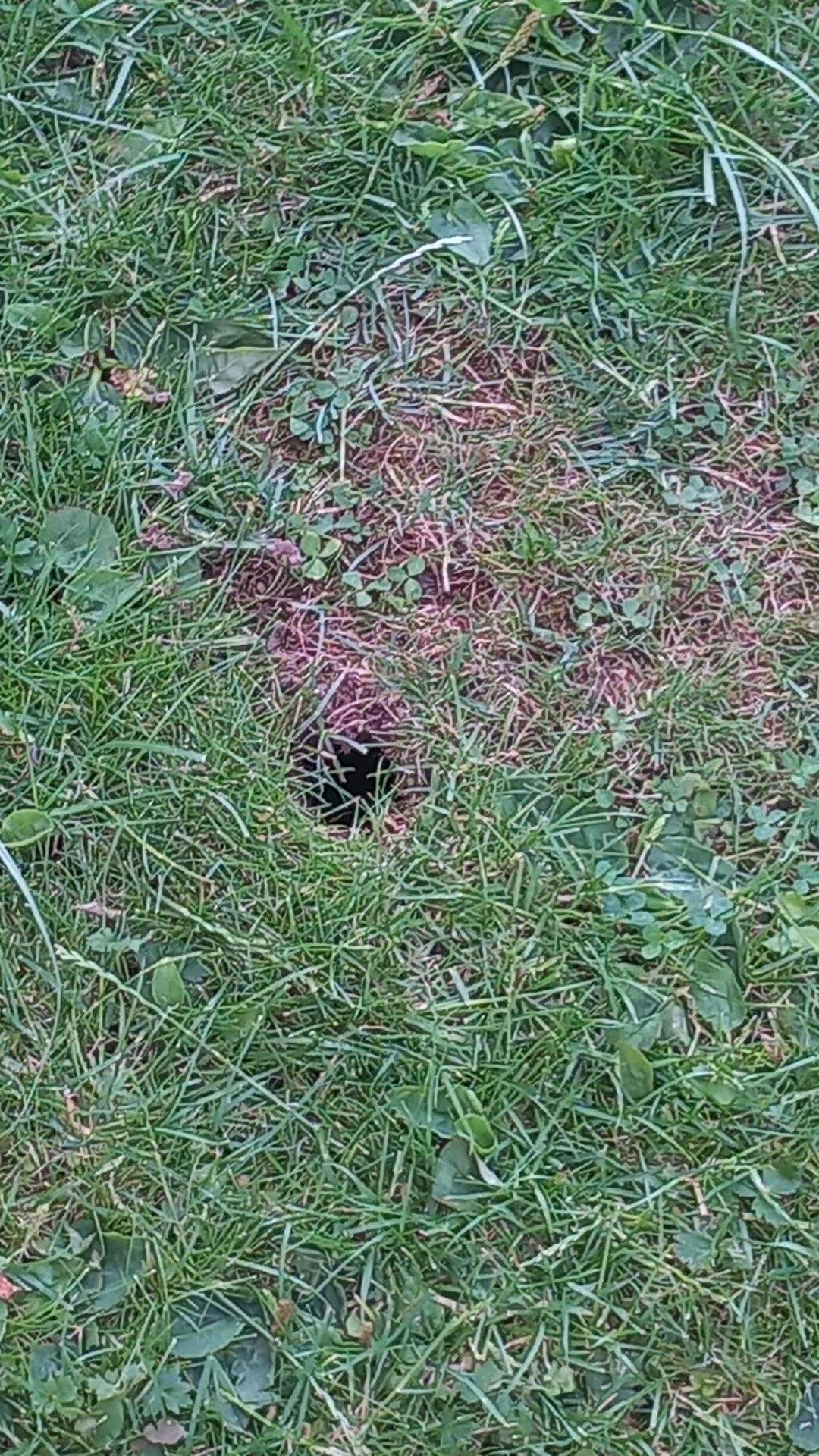 Immer wieder große Löcher im Garten? (Gesundheit, Maus, Schädlinge)