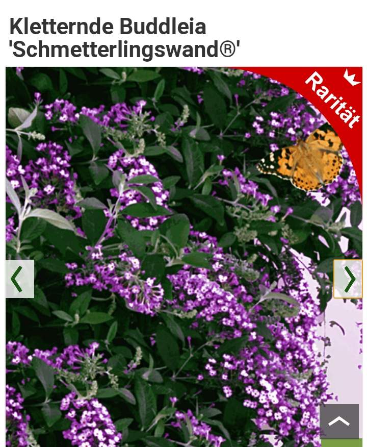 Immergrüne Kletterpflanze die keine grossen Wurzeln macht? (Pflanzen