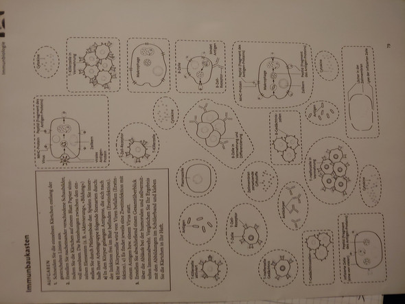 Immunbiologie Schaubilder Erstellen Biologie Immunsystem