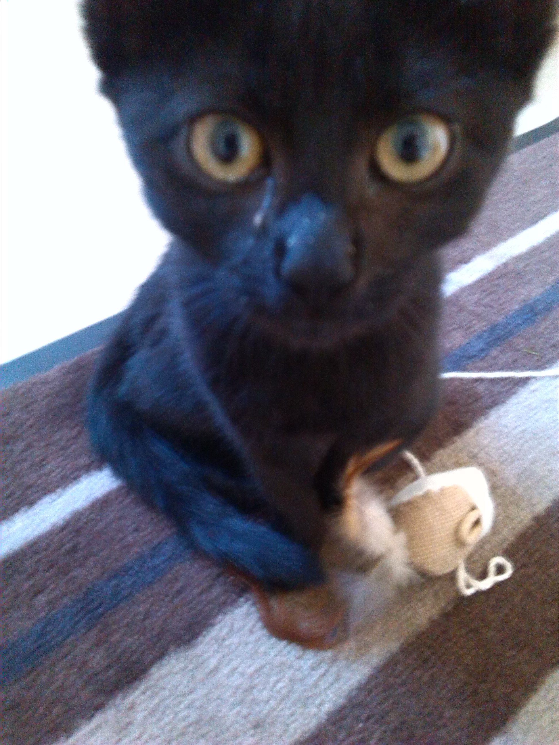 impfnebenwirkungen bei katze krank katzen