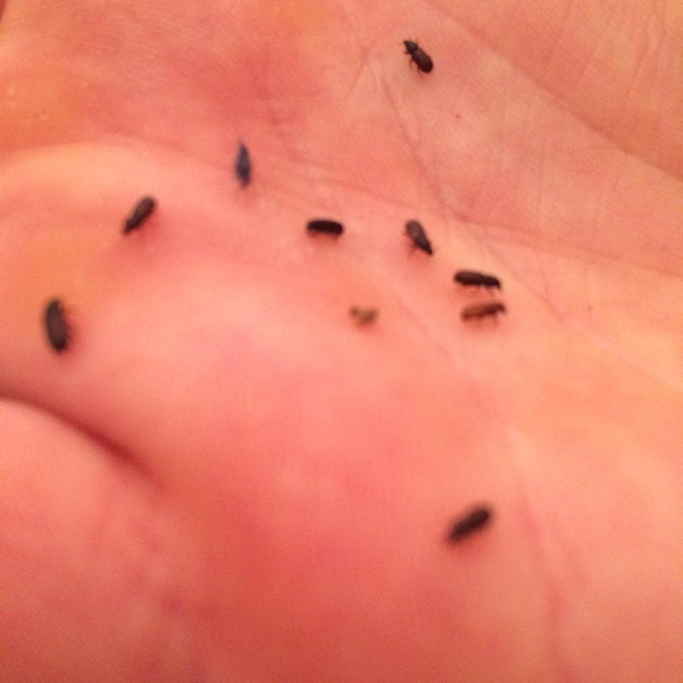 In Altbau Wohnung Liegen Plötzlich Immer Kleine Käfer Auf Dem Bett Woher Kommen Se Und In Altbau Wohnung Liegen Plötzlich Immer Kleine Käfer Auf Dem Bett Woher Kommen Se Und