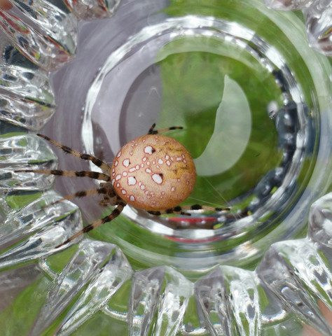 Die gesuchte Spinne - (Tiere, Deutschland, Biologie)